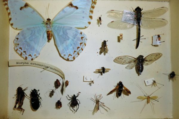 Museum National d'Histoire Naturelle - Mesure de sensibilité vibratoire de la collection d'entomologie